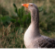 footer-image