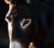 footer-image
