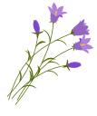 shape-image